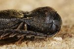 microrhagus-emyi2-foto-benisch