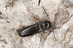 microrhagus-lepidus-foto-benisch