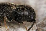 microrhagus-lepidus2-foto-benisch