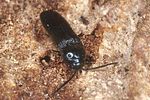 microrhagus-pygmaeus-female-foto-polacek