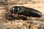 microrhagus-pygmaeus-female4-foto-koehler