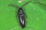 microrhagus-pygmaeus1-male-foto-polacek