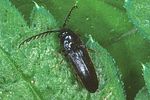 microrhagus-pygmaeus2-male-foto-polacek