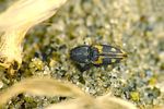 negastrius-pulchellus-foto-krejcik