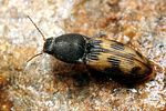 negastrius-sabulicola-foto-koehler
