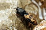 negastrius-sabulicola2-foto-koehler