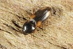oedostethus-quadripustulatus-foto-altmann
