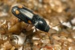 oedostethus-quadripustulatus-foto-koehler