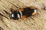 oedostethus-quadripustulatus2-foto-altmann
