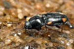 oedostethus-quadripustulatus2-foto-koehler