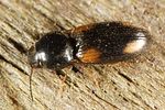 oedostethus-quadripustulatus3-foto-altmann