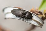 paracardiophorus-musculus-foto-roessler