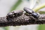 paracardiophorus-musculus2-foto-roessler