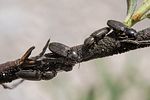 paracardiophorus-musculus3-foto-roessler
