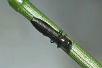 paracylindromorphus-subuliformis-foto-rose