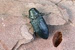 phaenops-cyanea-foto-weidlich