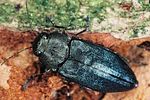 phaenops-cyanea2-foto-polacek