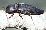 pittonotus-theseus2-foto-dvorak