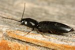 procraerus-tibialis4-foto-koehler