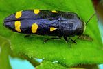 ptosima-undecimmaculata-foto-krejcik