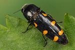 ptosima-undecimmaculata7-foto-koehler