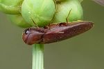 rhacopus-sahlbergi-foto-auer