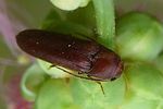 rhacopus-sahlbergi2-foto-auer