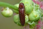 rhacopus-sahlbergi3-foto-auer
