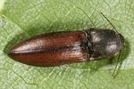 sericus-brunneus-foto-altmann