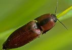 sericus-brunneus-foto-bittner