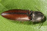 sericus-brunneus2-foto-altmann