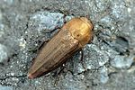 sphenoptera-barbarica-foto-jacinto