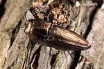sphenoptera-barbarica-foto-rose