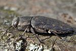 trachypteris-picta-foto-baeuerle