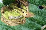 trachys-fragariae-larve-foto-wernerrose