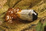 trachys-fragariae-puppe2-foto-wernerrose