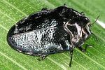trachys-minutus-foto-dvorak