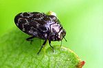 trachys-minutus-foto-wmueller