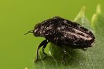 trachys-minutus2-foto-koehler