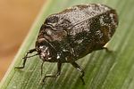 trachys-minutus2-foto-weisenboehler