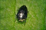 trachys-problematicus-foto-rose
