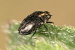 trachys-problematicus-foto-weidlich