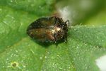 trachys-pumilus-foto-jacinto