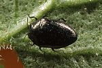 trachys-scrobiculatus-foto-wernerrose