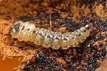 trachys-scrobiculatus-larve2-foto-wernerrose
