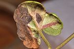 trachys-scrobiculatus-mine-foto-wernerrose