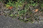 trachys-scrobiculatus-plant-foto-wernerrose