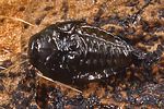 trachys-scrobiculatus-puppe2-foto-wernerrose