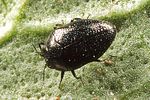 trachys-scrobiculatus2-foto-wernerrose