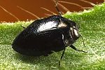 trachys-troglodytes-foto-wernerrose
